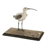 * Taxidermy. Leucistic curlew by Rowland Ward Ltd, 1919-27