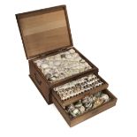 * Seashells. A pine case containing 2 trays and a drawer of seashells