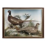 * Taxidermy. A cased display of pheasants