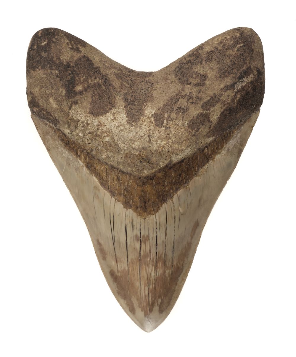 * Megalodon Tooth.