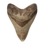 * Megalodon Tooth.