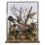 * Taxidermy. Little bittern, green woodpecker, goldfinch, jay and songbird, 19th/20th century