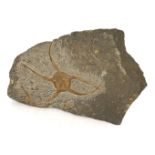 * Fossil Starfish.