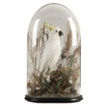 * Taxidermy. A Victorian taxidermic cockatoo