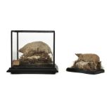 * Taxidermy. Two albino European moles, early 20th century