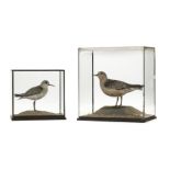 * Taxidermy. Red knot and dunlin by Rowland Ward Ltd, early 20th century, and 2 others