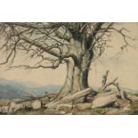 * Hurd (Margaret, 20th Century). Beech tree in winter atop moorland