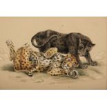 * English School. Four watercolour drawings of big cats, circa 1828