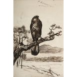 * Thorburn (Archibald, 1860-1935, attributed to). Study of a sparrowhawk