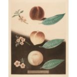 * Brookshaw (George). Five plates from 'Pomona Brittanica', 1804 - 12