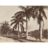 * Ceylon. Scowen & Co. A group of 8 views of Ceylon, c. 1880