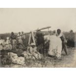 * USA Agriculture. A group of 4 platinum prints of cotton picking in Arkansas, c. 1905