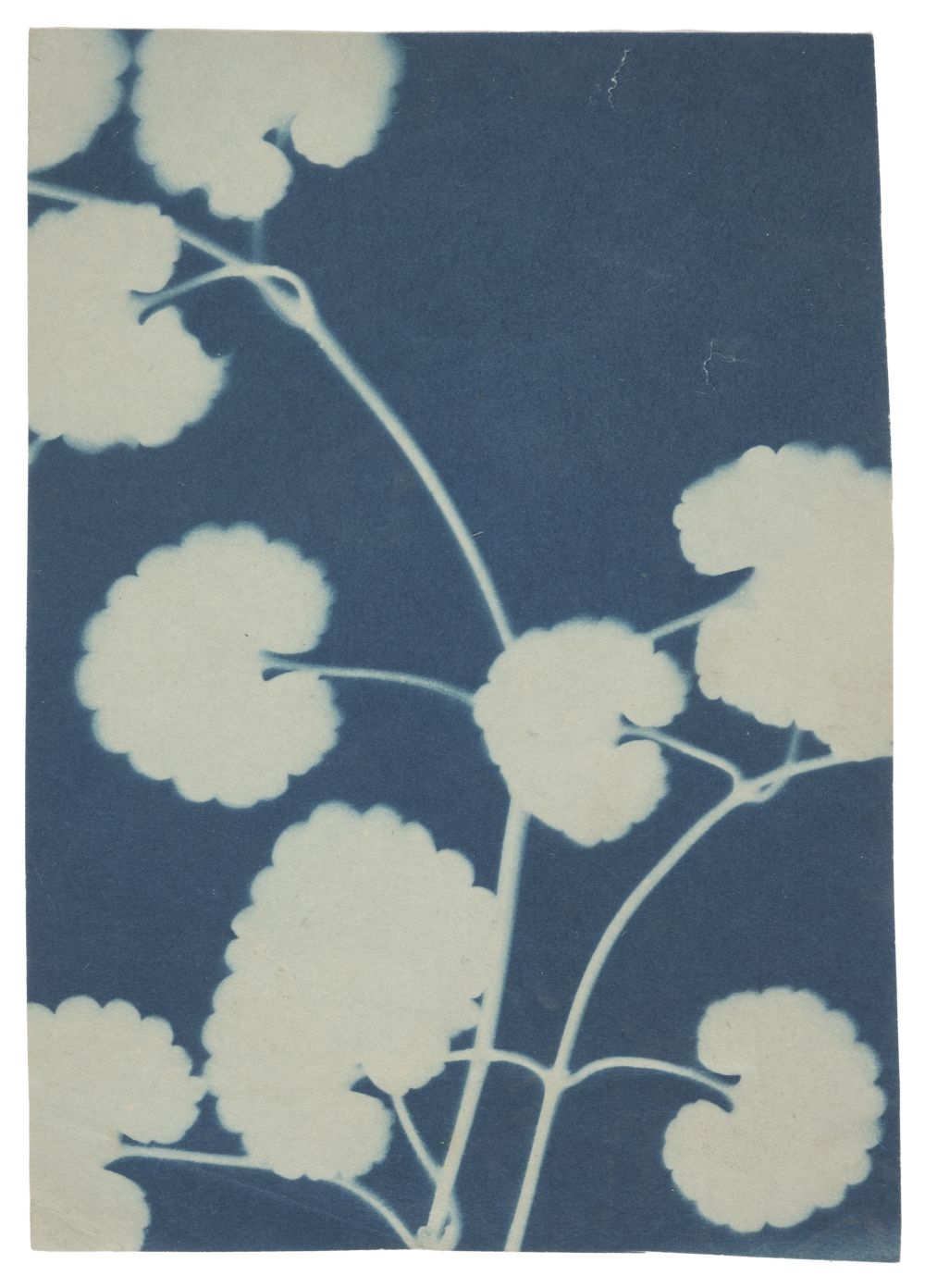 * Jacques (Bertha Evelyn, 1863-1941). Plant study, c. 1900/06, cyanotype