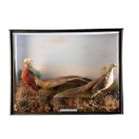 PAIR OF GOLD PHEASANTS