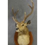 TAXIDERMY SAMBA DEER HEAD