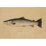 P.D. MALLOCH OF PERTH: A PAIR OF STUDIES OF SALMON