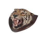 TAXIDERMY TIGER'S HEAD