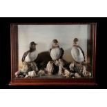 EDWARDIAN TAXIDERMY CASE OF THREE JUVENILE PUFFINS