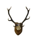TWO STAG ANTLERS mounted on oak shields