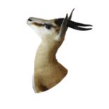 TAXIDERMY SPRINGBOK