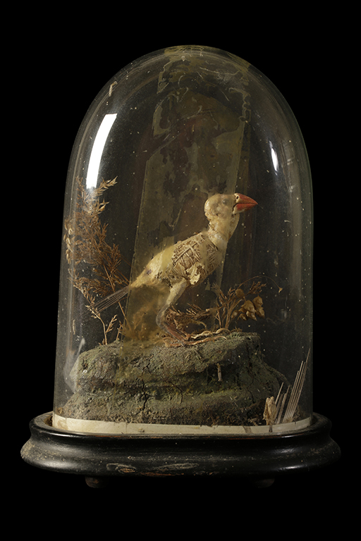 TAXIDERMY GEOSPIZA FORTIS DARWIN FINCH IN GLASS DOME CASE - Image 2 of 2