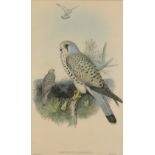 JOHN GOULD (1804-1881) 'Tinnunculus Alaaudarius (Common Kestrel)'