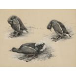 •GEORGE EDWARD LODGE (1860-1954) sketches of birds