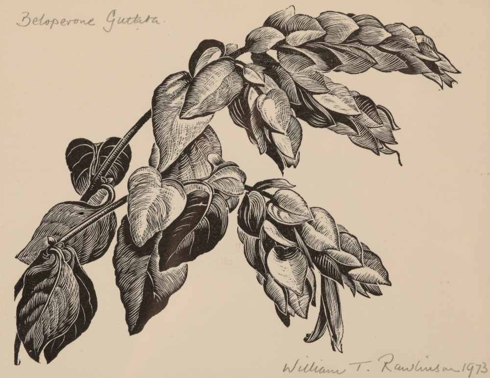 •WILLIAM T RAWLINSON (1912-1993) A set of five botanical woodcuts - Image 3 of 5