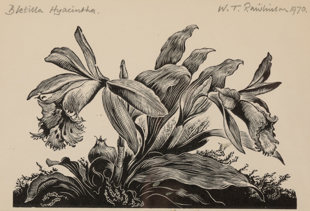 •WILLIAM T RAWLINSON (1912-1993) A set of five botanical woodcuts - Image 5 of 5