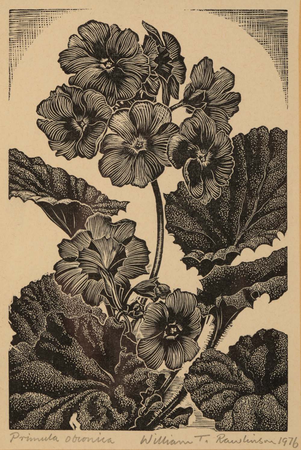 •WILLIAM T RAWLINSON (1912-1993) A set of five botanical woodcuts - Image 4 of 5