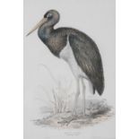 AFTER EDWARD LEAR (1812-1888) 'Black Stork (Ciconia Negra)'