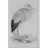 AFTER EDWARD LEAR (1812-1888) 'White Stork (Ciconia Alba)'