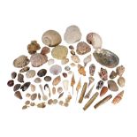 LARGE COLLECTION OF ASSORTED SEASHELLS