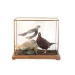 TAXIDERMY: A PAIR OF RED GROUSE