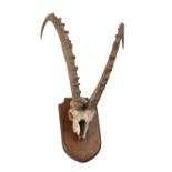 NUBIAN IBEX ANTLERS