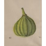 *EMMA TENNANT (B. 1943) Study of a green gourd