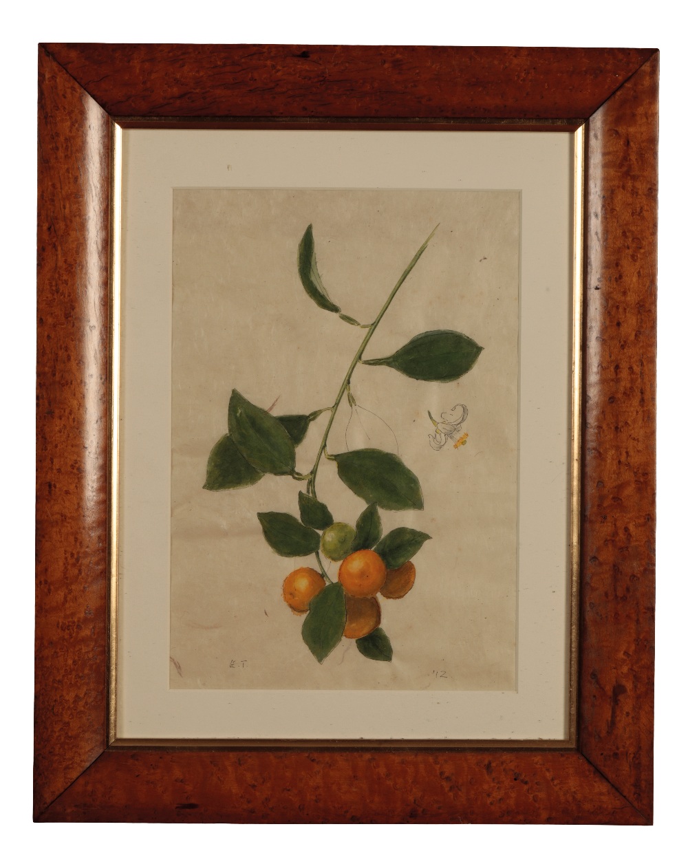 *EMMA TENNANT (B. 1943) Botanical study - Image 2 of 2