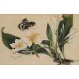 SET OF SEVEN CHINESE PITH PAPER PAINTING, QING DYNASTY, 19TH CENTURY