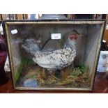 TAXIDERMY; A 20TH CENTURY BANTAM in glass fronted case with naturalistic setting, 33cm high x 38cm