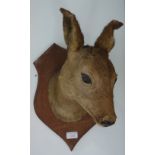 TAXIDERMY: A deer's head mounted on a shield