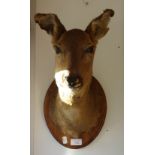 TAXIDERMY: A deer's head mounted on a shield