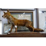 TAXIDERMY: A fox mounted on a mahogany stand