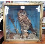 TAXIDERMY; AN OWL IN A GLAZED CASE, 38cm high