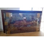 TAXIDERMY; A STUDY OF A FISH in a glass and Perspex case (examine)