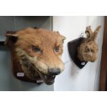 TAXIDERMY: A HARE'S HEAD MOUNTED ON AN OAK SHIELD AND A SIMILAR FOX'S MASK