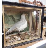 TAXIDERMY; A STUDY OF A GULL in a glazed case (examine legs and glass)