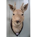 A ROE DEER NECK MOUNT mounted on an oak oval shield