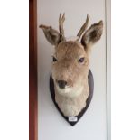 A ROE DEER NECK MOUNT