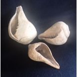 THREE TIBETAN FOSSILISED SEA SHELLS