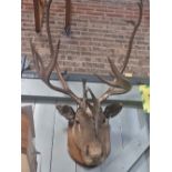 TAXIDERMY: A MOOSE'S HEAD